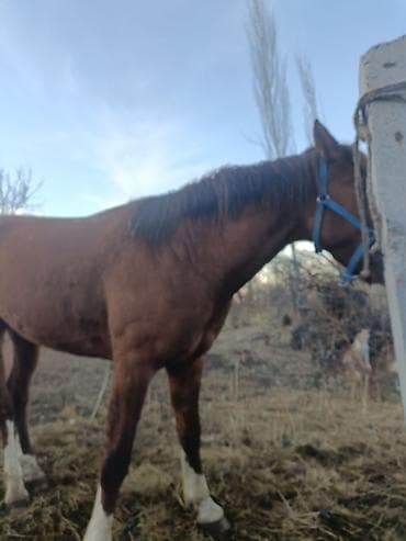 ургачы байтал: Продаю | Конь (самец) | Рабочий | Мерин — 5
