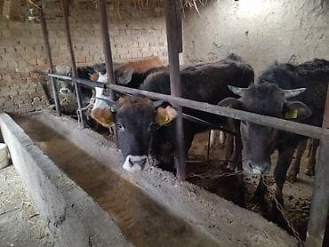 Уйлар, букалар: Сатам | Кунаажын | Союуга — 3