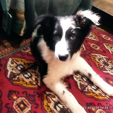 черные псы: Щенок, черно-белый, среднего размера. Порода: помесь — 3