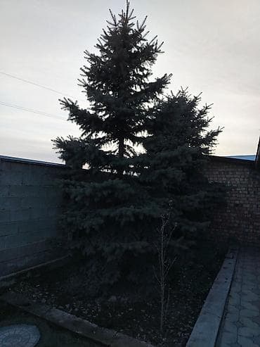 Бакча эмереги: Ель голубая (Picea pungens), зрелое декоративное дерево для сада и — 2