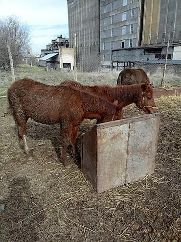 Продаю | Жеребенок | Полукровка | Рабочий at lalafo.kg Продаю | Жеребенок | Полукровка | Рабочий