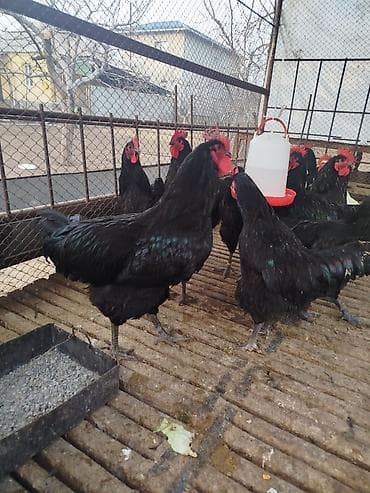 Товары и оборудование для с/х животных: Продаю | Куры | Для разведения — 1