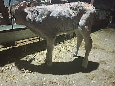 алабай кучук алам: Продаю | Тёлка | На откорм — 3