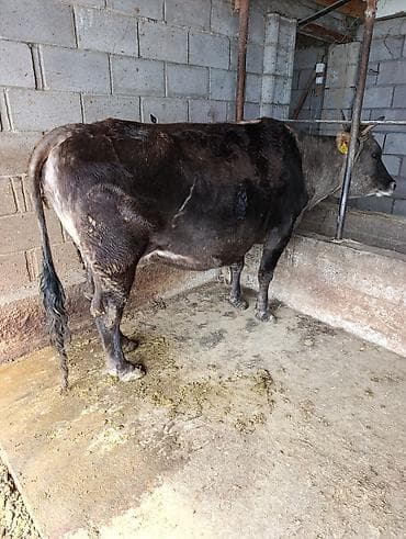 куры в токмоке: Продаю | Корова (самка) | Полукровка | Для молока — 3
