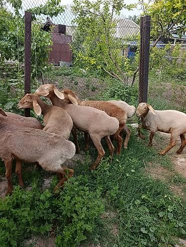 сабака як: Продаю | Овца (самка) | Арашан | Матка — 2
