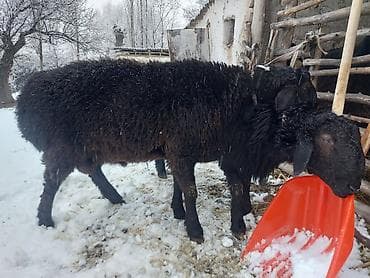 куплю тук: Продаю | Овца (самка) | Для разведения | Матка — 4