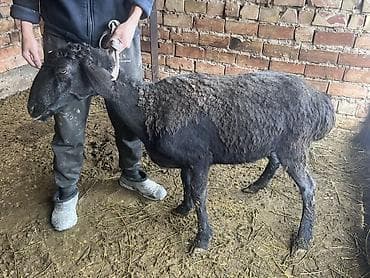 голубая рыбка: Продаю | Баран (самец) | На забой, Для разведения | Матка — 2