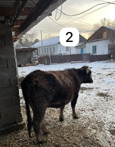 карова для молока: Продаю | Корова (самка) | Для разведения, Для молока — 2