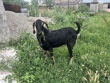 перья: Продаю | Козёл (самец) | Для разведения — 3