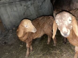 продажа щенков немецкой овчарки с документами в бишкеке: Продаю | Овца (самка) | Арашан, Гиссарская | Для разведения | Ягнившаяся, Матка — 10