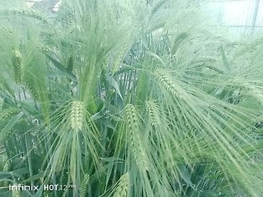 grass химия: Ячмень Канадской селекции,на семенаАтлин (двуручка), 6 рядка колос — 3