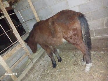 продажа охотничьих собак: Продаю | Жеребенок | Для разведения — 1