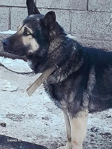 Средства для стирки: Немецкая овчарка, 1 год, Самец, С прививкой — 3