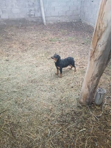 сколько стоит щенок лабрадора: Пародасы ягтерьер — 1