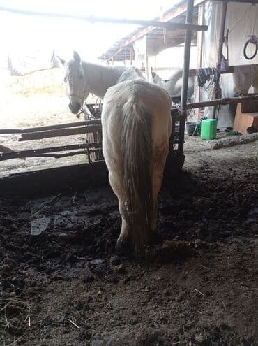 Трансформатор майы: Сатам | Бээ (ургаачы) | Кара Жорго | Көбөйтүү үчүн | Мерин — 2