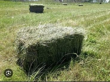 Сено первый укос с поля Село Раздольное - Тип: луговое сено