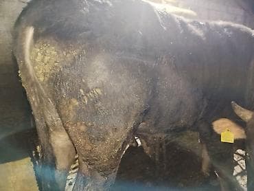 трава для животных: Продаю | Бык (самец) | На забой — 4