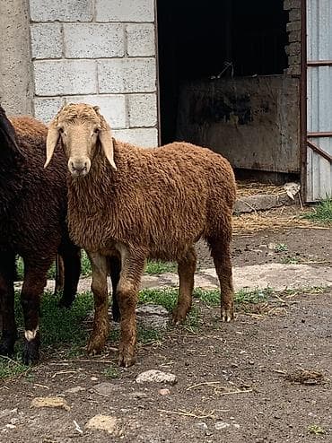 кошка в ош: Продаю | Баран (самец) | Гиссарская, Арашан | На забой, Для разведения | Племенные — 10