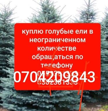 работа охран: Закупка голубых елей (Picea pungens, «голубая ель») в неограниченном — 1