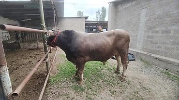 Продаю | Бык (самец) | Симментальская | На откорм | Племенные