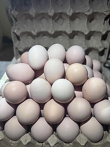 фарель ош: Куриные яйца в лотках Только оптом приглашаем для сотрудничества — 5