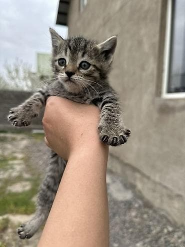 Ищем дом для маленьких котят 🥹 Отдаем в добрые и надежные руки💕 Им