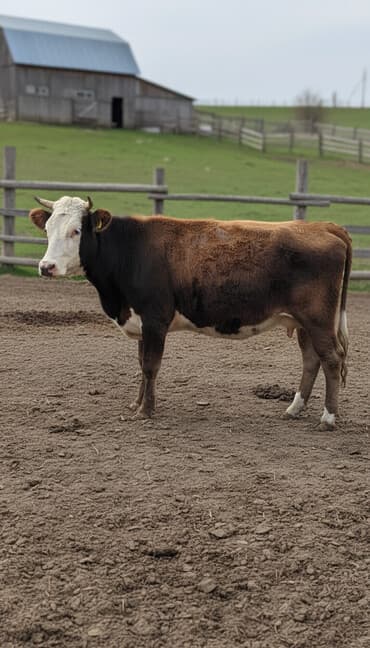 с связи с переездом: Сатам | Кунаажын | Сүт алуу үчүн — 1