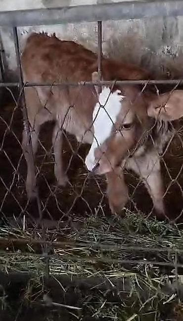 коровы токмак: Продаю | Музоо, торпок — 2