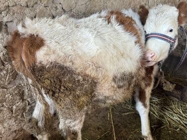 продаю музоо торпок корова самка бык самец айрширская ангус алатауская на забой для разведения на откорм племенные нетель привязанные: Продаю | Музоо, торпок | Полукровка | На откорм | Привязанные — 2