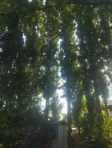 Высокие тополя для заготовки древесины - Породa: тополь (стройные