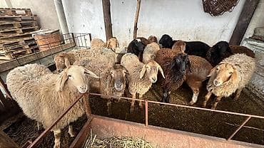 поилка для баран: Продаю | Ягненок | Для разведения | Матка — 8