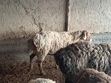 А/ч жаныбарлары үчүн тоюттар: Сатам | Ургаачы кой (ургаачы) | Көбөйтүү үчүн | Ургаачы — 5