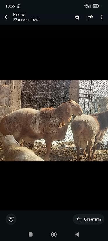 продаю ягнят: Продаю | Баран (самец) | Арашан | Для разведения | Племенные — 2