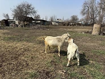 Продаю | Козёл (самец) | Зааненская | Для разведения | Осеменитель — 5