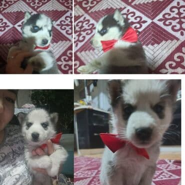 сколько стоит щенок сенбернара: ПРОДАЮ СИБИРСКИЕ ЧИСТОКРОВНЫЕ ЩЕНКИ ХАСКИ. ЕСТЬ САМЕЦ И САМКИ. КУШАЮТ — 2