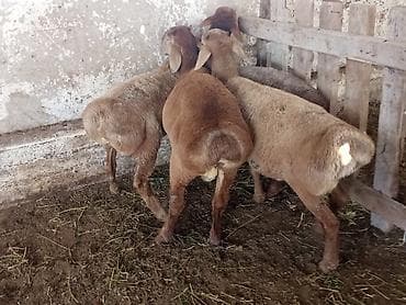 баран матки: Продаю | Баран (самец) | На забой — 4