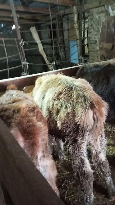 Аквариумдар: Сатам | Кунаажын | Бордоп семиртүү үчүн — 3