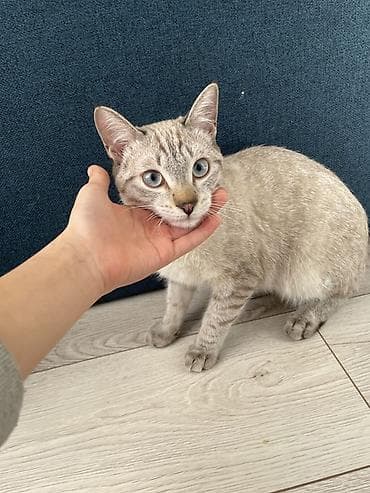 ласка животное: Девочка, Приучена к лотку — 1