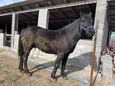 живой корм: Продаю | Конь (самец) — 1