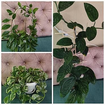 Филодендрон Burle Marx-200 Эпипремнум золотистый -150 Монстера 200