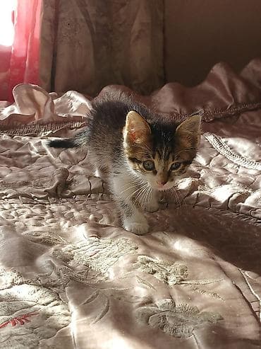 Отдам даром кошку: Беспородная, 2 месяца, Мальчик, Биколор, Приучена к лотку — 2