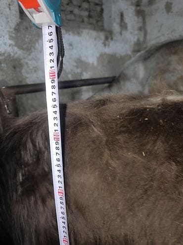 ала тоо корова: Продаю | Бык (самец) | Алатауская | На откорм, Для разведения — 10