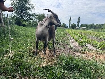 козье: Продаю | Коза (самка) — 4