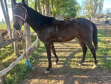 лошад тай: Продаю | Конь (самец) | Конный спорт — 1