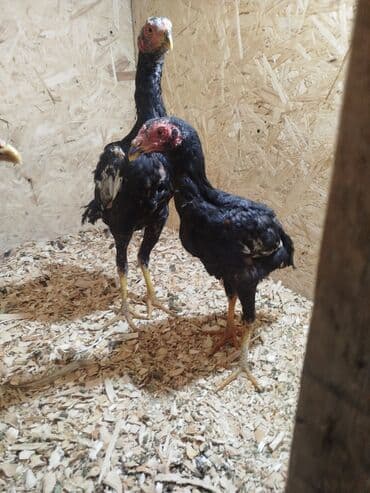 отдам даром вислоухого котенка: Дакан жожо короздор сатылат активный алмашу жолдору бар адрес Бишкек — 4