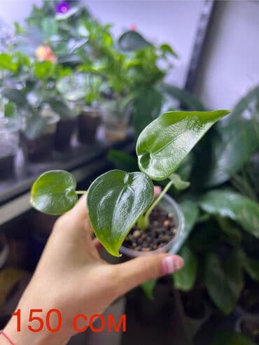 Комнатные растения — укоренённые саженцы и черенки в стаканчиках. В