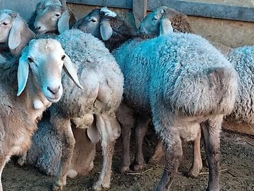 Үй жаныбарлары үчүн товарлар: Сатам | Кочкор (эркек) | Гиссар | Союуга — 3