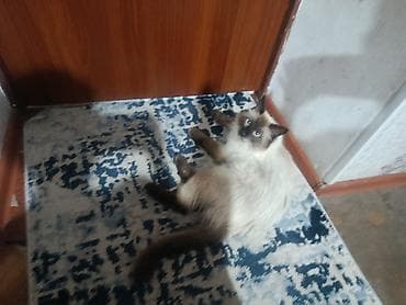 Предлагается кошка, предположительно породы рэгдолл или сиамская lalafo.kg да Предлагается кошка, предположительно породы рэгдолл или сиамская
