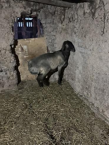 домашние птицы: Продаю | Баран (самец) | Для разведения | Кастрированные — 5