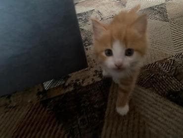 сиамские кошки котята: Милые домашние котята - Помёт из трёх малышей: два рыжих с белыми — 7